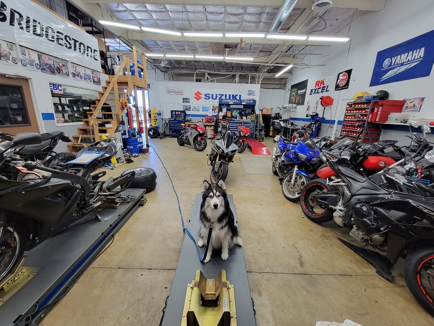Storm the husky sitting on a lift inside J's Speed Shop